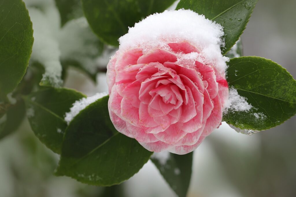 Cuidado de Plantas en Invierno