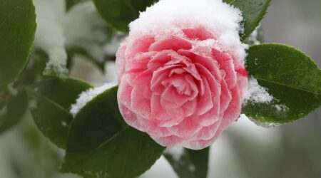 Cuidado de Plantas en Invierno