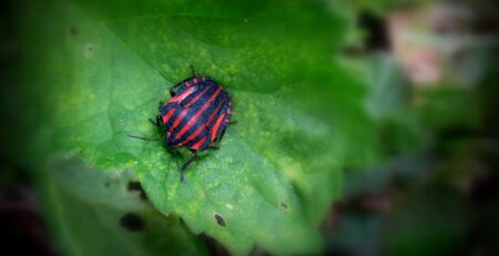 Errores Comunes en Jardinería