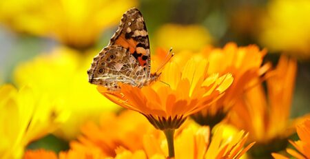 Flores para Atraer Mariposas y Abejas