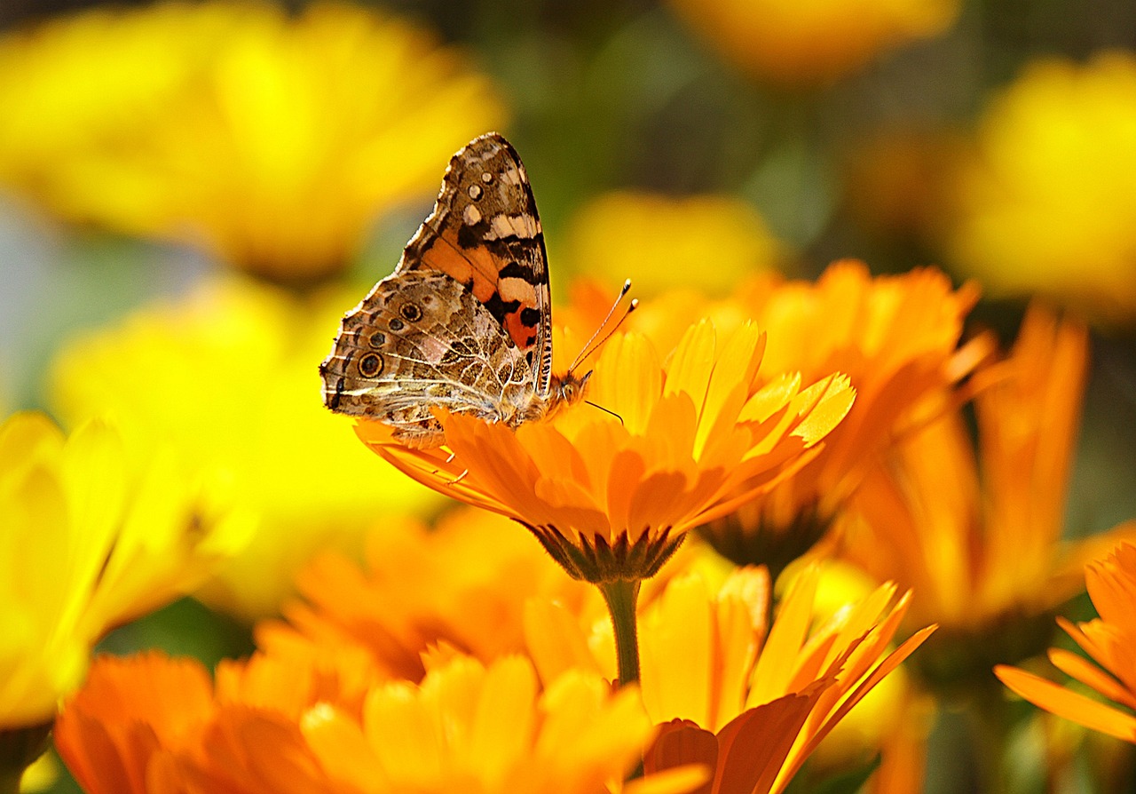 Flores para Atraer Mariposas y Abejas